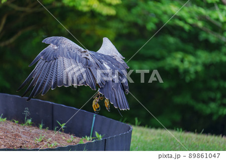 松江フォーゲルパーク バードショー ワシノスリ ワシノスケ わしのすけ 松江フォーゲルパーク バードショー ワシノスリ ワシノスケ わしのすけ 89861047