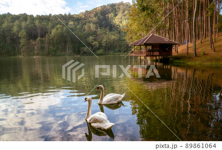 The swans couple lover in Pang Ung National Park, Mae hong son, 89861064