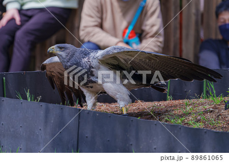 松江フォーゲルパーク バードショー ワシノスリ ワシノスケ わしのすけ 松江フォーゲルパーク バードショー ワシノスリ ワシノスケ わしのすけ 89861065