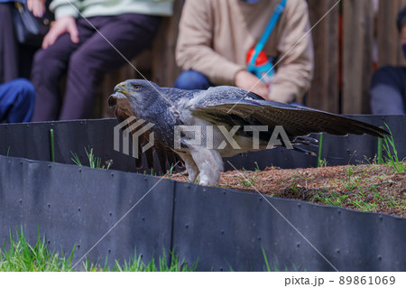 松江フォーゲルパーク バードショー ワシノスリ ワシノスケ わしのすけ 松江フォーゲルパーク バードショー ワシノスリ ワシノスケ わしのすけ 89861069