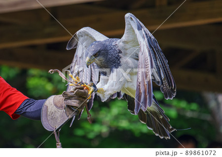 松江フォーゲルパーク バードショー ワシノスリ ワシノスケ わしのすけ 松江フォーゲルパーク バードショー ワシノスリ ワシノスケ わしのすけ 89861072