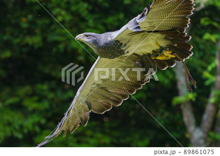 松江フォーゲルパーク バードショー ワシノスリ ワシノスケ わしのすけ 松江フォーゲルパーク バードショー ワシノスリ ワシノスケ わしのすけ 89861075