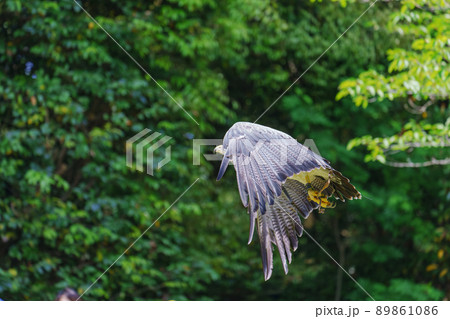 松江フォーゲルパーク バードショー ワシノスリ ワシノスケ わしのすけ 89861086