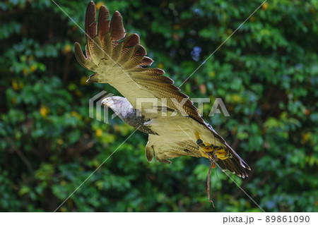 松江フォーゲルパーク バードショー ワシノスリ ワシノスケ わしのすけ 89861090