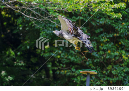松江フォーゲルパーク バードショー ワシノスリ ワシノスケ わしのすけ 松江フォーゲルパーク バードショー ワシノスリ ワシノスケ わしのすけ 89861094