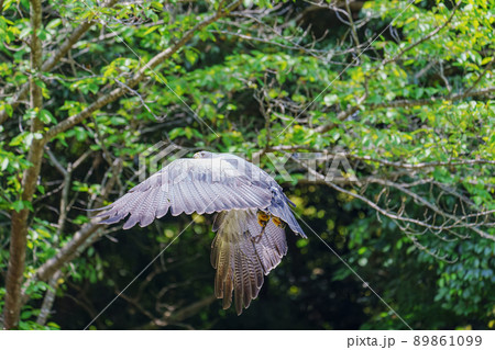 松江フォーゲルパーク バードショー ワシノスリ ワシノスケ わしのすけ 松江フォーゲルパーク バードショー ワシノスリ ワシノスケ わしのすけ 89861099