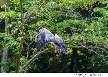 松江フォーゲルパーク バードショー ワシノスリ ワシノスケ わしのすけ 89861100