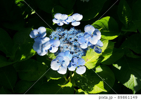 玉敷公園、青紫のガクアジサイ【埼玉県加須市】 玉敷公園、青紫のガクアジサイ【埼玉県加須市】 89861149
