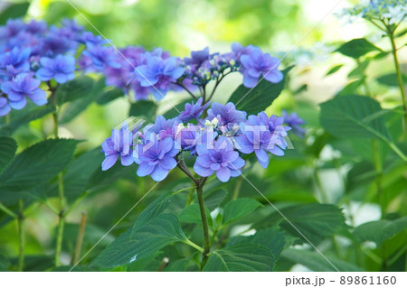 玉敷公園、青のガクアジサイ【埼玉県加須市】 89861160