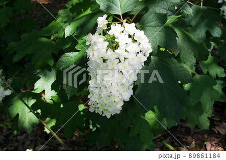 玉敷公園、白いアジサイ【埼玉県加須市】 89861184