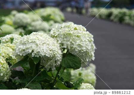 あじさいロード、白やライム色の西洋アジサイ(アナベル)【埼玉県加須市】 タイトル変更 89861212