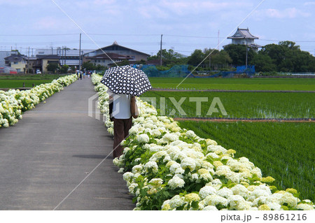 あじさいロード、水田沿いに続く白いアジサイ【埼玉県加須市】 89861216