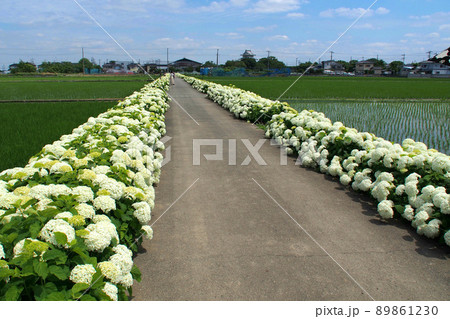 あじさいロード、水田沿いに続く白いアジサイ【埼玉県加須市】 89861230