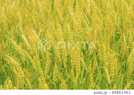 小麦畑 小麦畑 89861461