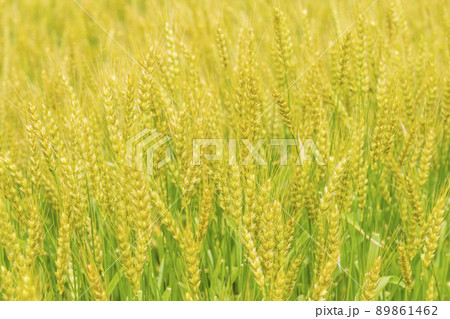 小麦畑 小麦畑 89861462