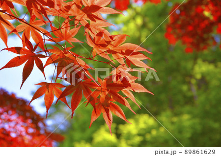 ノムラモミジの紅葉イメージ 89861629