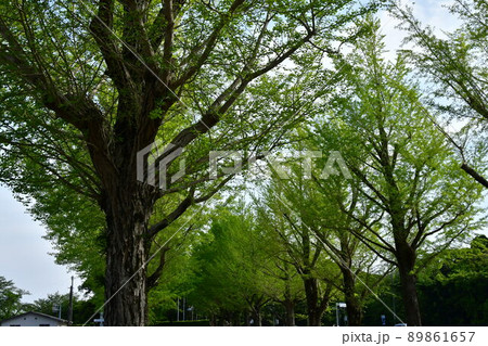 春の神宮工作所 89861657