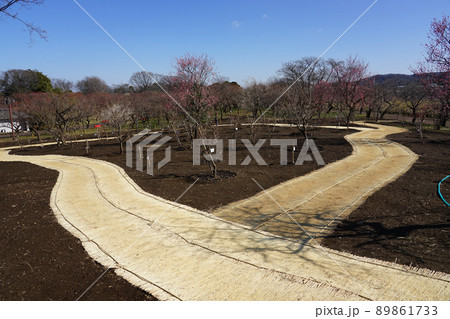 梅園を巡るムシロ敷の小径(東京都府中市) 梅園を巡るムシロ敷の小径(東京都府中市) 89861733