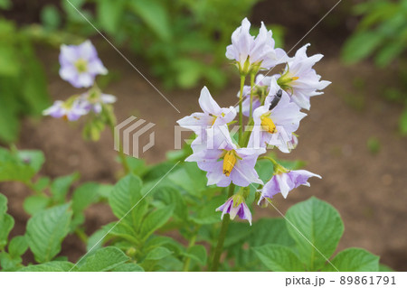 じゃがいもの花 じゃがいもの花 89861791