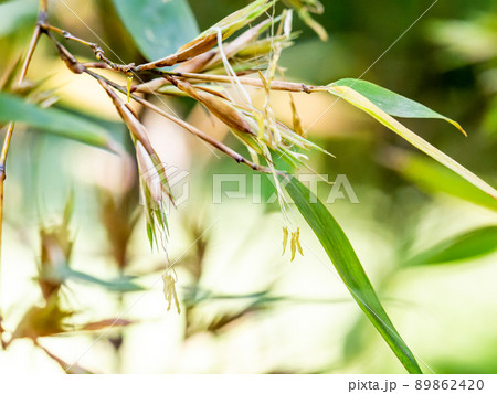 120年に一度の景色　珍しい黒竹の開花 89862420