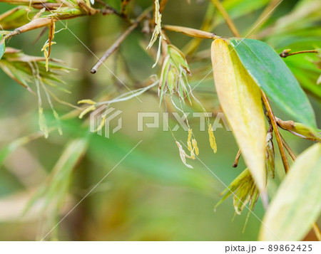 120年に一度の景色　珍しい黒竹の開花 89862425