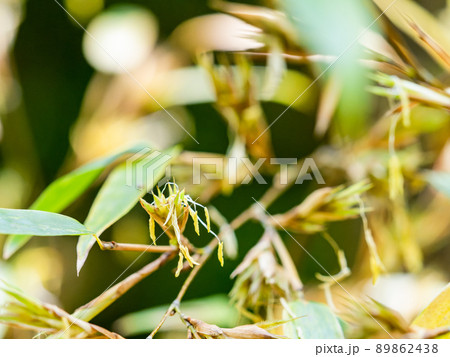 120年に一度の景色　珍しい黒竹の開花 89862438