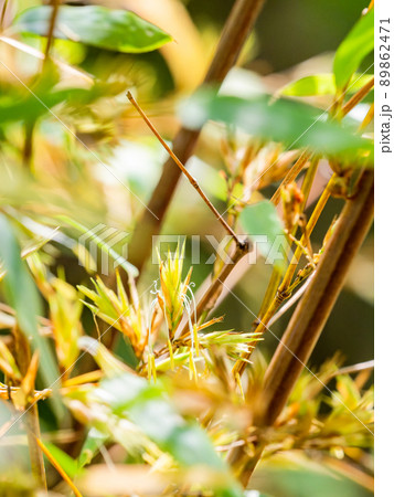 120年に一度の景色　珍しい黒竹の開花 89862471