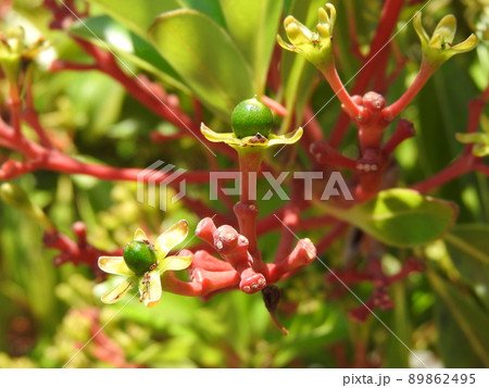 タブノキの花 89862495