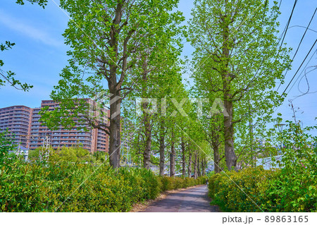 神奈川県川崎市麻生区の万福寺大橋付近の万福寺1丁目と2丁目の境にあるユリノキ並木 89863165