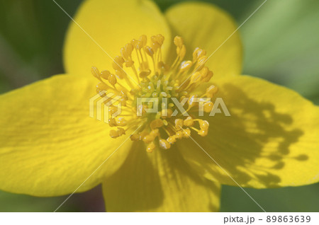 Yellow anemone flower Yellow anemone flower 89863639