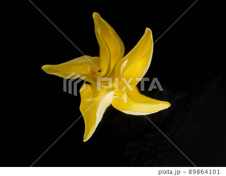 Delicate flower on black background. View above. Delicate flower on black background. View above. 89864101