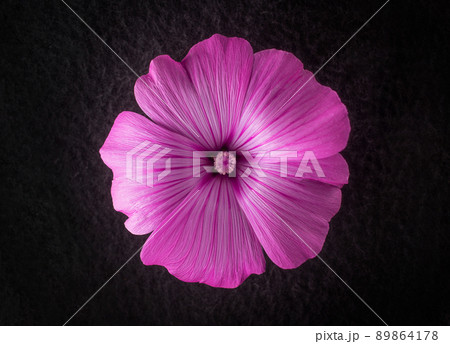 Beautiful flower on a black background. View above. Beautiful flower on a black background. View above. 89864178