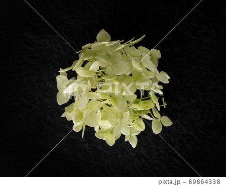 Studio shot of flower on black background. Closeup. 89864338