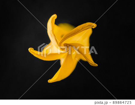 Top view of a flower on a black background. Bright and beautiful flower. Top view of a flower on a black background. Bright and beautiful flower. 89864725