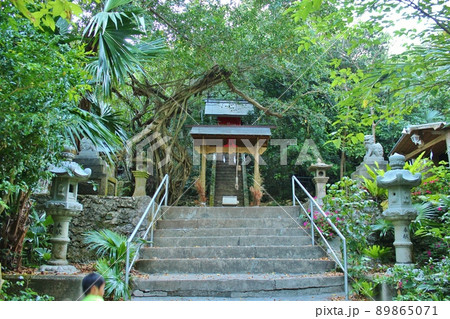 ダイトウオオコウモリが住む　大東神社 89865071