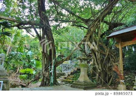 ダイトウオオコウモリが住む　大東神社 89865073