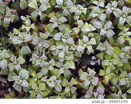 降霜したスパニッシュフラメンコの苗のアップ 89865209
