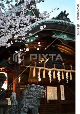 神社の本殿と満開の桜と狛犬 89865250