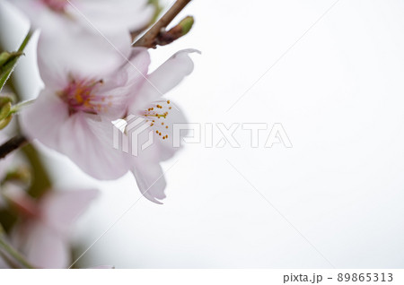 桜の花　春の風景 89865313
