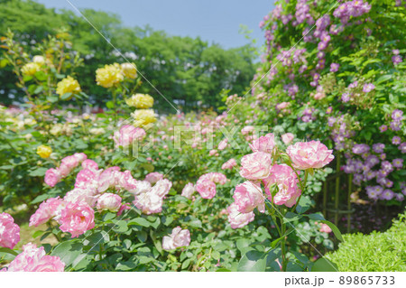 ピンク色の可憐なバラの花　与野公園　5月 89865733