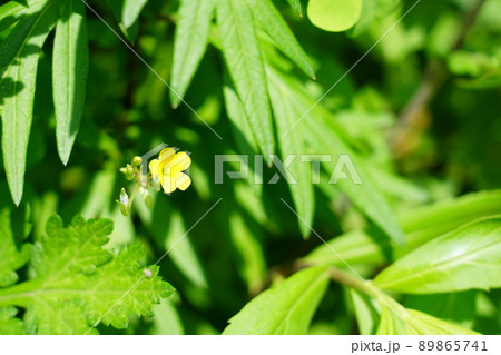 カタバミ 89865741