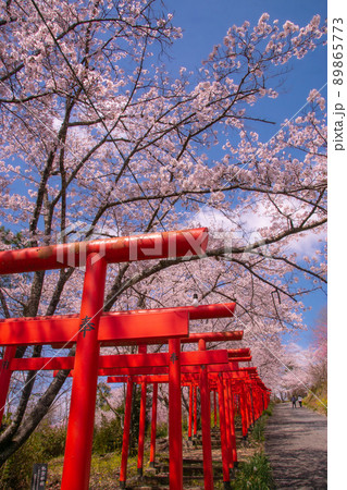 桜満開の丸高稲荷神社　千本鳥居　和歌山県橋本市 89865773