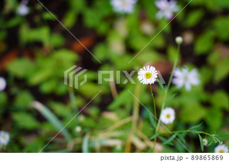 ヒメジョオン 89865869