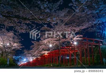 丸高稲荷神社　夜桜　和歌山県橋本市 89866041