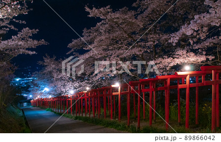 丸高稲荷神社 夜桜 和歌山県橋本市 丸高稲荷神社 夜桜 和歌山県橋本市 89866042