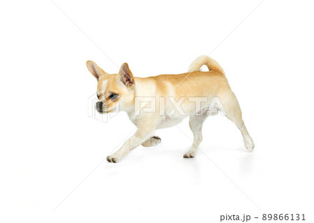 Studio shot of cute small chihuhua dog walking around, posing in motion isolated over white background Studio shot of cute small chihuhua dog walking around, posing in motion isolated over white background 89866131