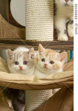 Cute pet cat of the British shorthair breed on the cat tree at home 89866488