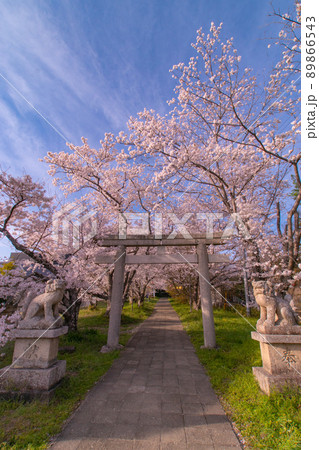府中神社の桜　和歌山県和歌山市府中 89866543
