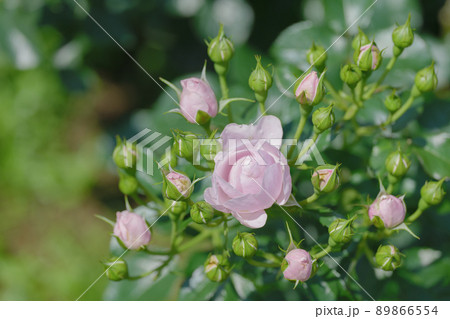 ピンク色の可憐なバラの花 与野公園 5月 ピンク色の可憐なバラの花 与野公園 5月 89866554