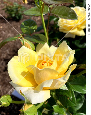 バラ 89867052
